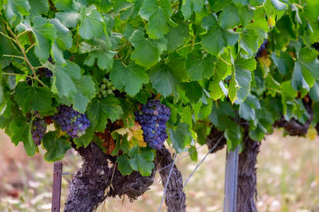 Ripe black or blue syrah or grenache wine grapes using for making rose or red wine ready to harvest on vineyards in Cotes de Provence, region Provence, south of France close upの写真素材