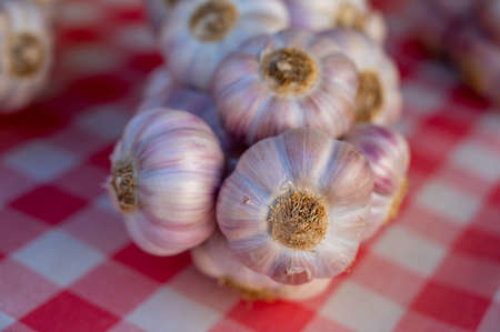 Bunch of fresh aromatic french violet or rose garlic on market in Provence