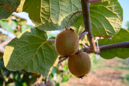 New harvest of golden or green kiwi, hairy fruits hanging on kiwi tree in orchard in Italyの写真素材