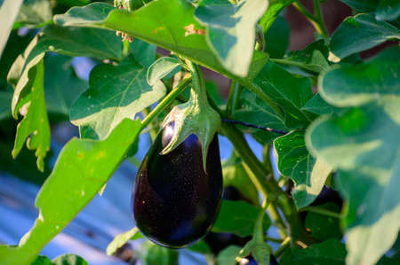 New harvest of tasty ripe purple eggplants vegetables in Italyの写真素材