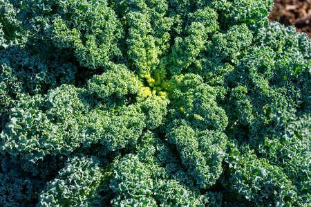 Organic green leaf curly bare cabbage growing in garden close up
