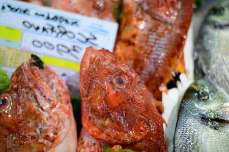 Catch of the day, fresh fish and sea food on ice in fish restaurant in Terracina, Italy close upの写真素材