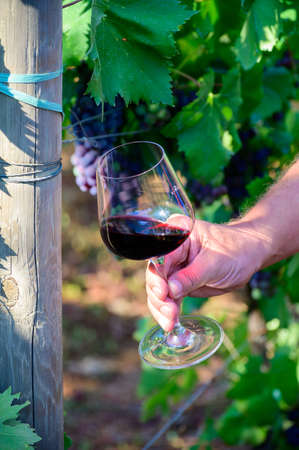 Professional wine tasting on winery, glass with dry red wine and ripe grapevine on vineyards in Lazio, Italy in summerの写真素材