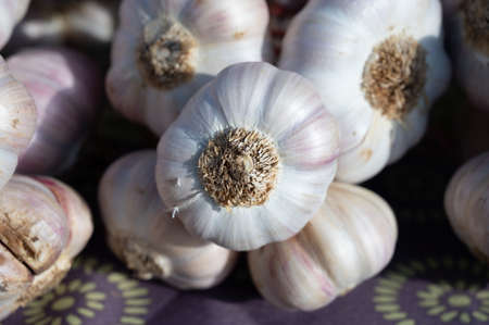 Bunch of fresh aromatic french violet or rose garlic on market in Provence