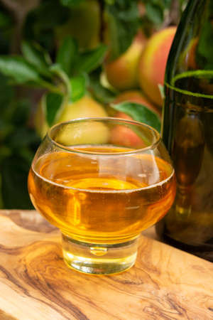 Glass of brut apple cider from Normandy served in garden in France and green apple tree with ripe...