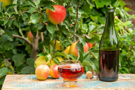 Glass of sweet rose apple cider from Normandy served in garden in France and green apple tree with...