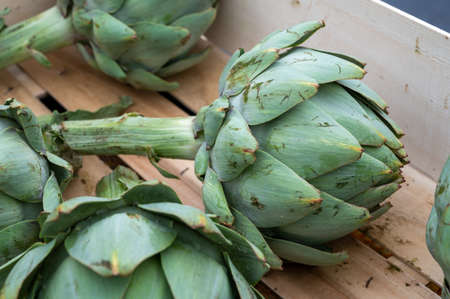 Fresh giant ripe green artichokes from Brittany on market in Franceの写真素材