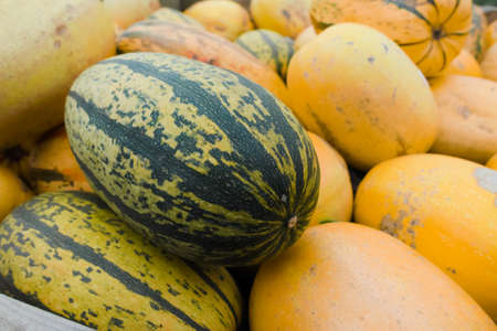 Autumn harvest of colorful pumpkin vegetables for sale on farm close up