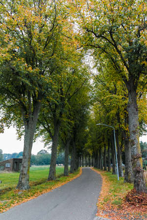 Green Dutch landscape with green pasture, old road, trees and clouds in Brabantの写真素材