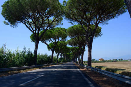 Driving on ancient Appian way, connected Rome to Brindisi in Italy with high green mediterranean pine treesの写真素材