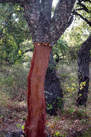 Peeled cork oaks growing in French forest, industrial production of wine corks