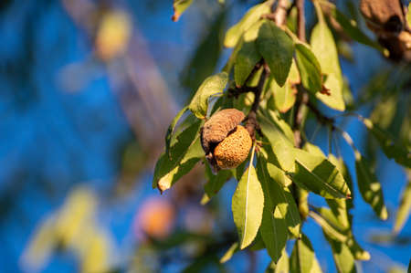 Almond tree with ripe hard nuts in shell ready to harvest in evening sunlightsの写真素材