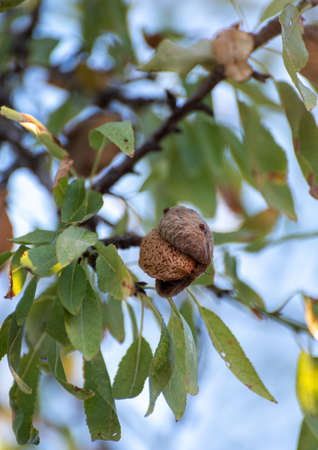 Almond tree with ripe hard nuts in shell ready to harvest in evening sunlights
