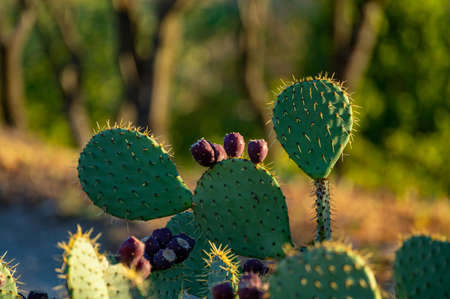 Prickly pear or opuntia with ripe sweet fruits ready to harvest in sunlights