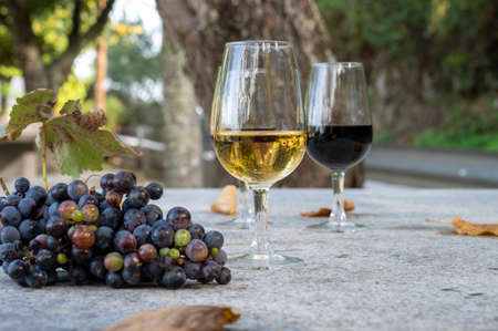 Outdoor tasting of different fortified vintage port wines in glasses in sunny autumn, Douro Valley, Portugal, close upの写真素材