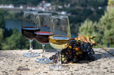 Outdoor tasting of different fortified port wines in glasses in sunny autumn, Douro river Valley, Portugal, close upの写真素材