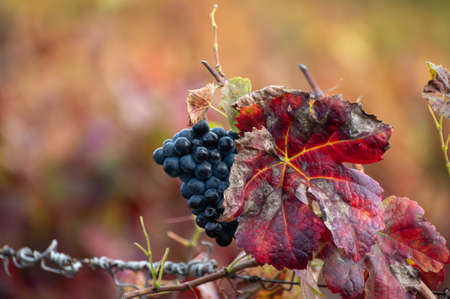 Colorful leaves and ripe black grapes on terraced vineyards of Douro river valley near Pinhao in...