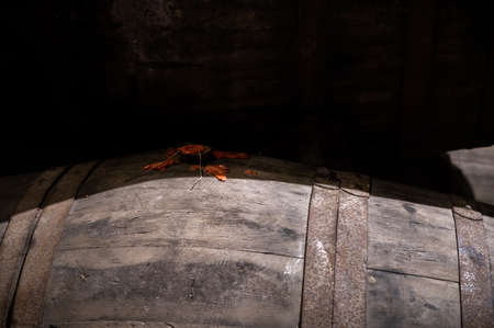 Cork and seal close up, old porto lodge with rows of oak wooden casks for slow aging of fortified...