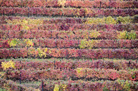 Colorful autumn landscape of oldest wine region in world Douro valley in Portugal, different...