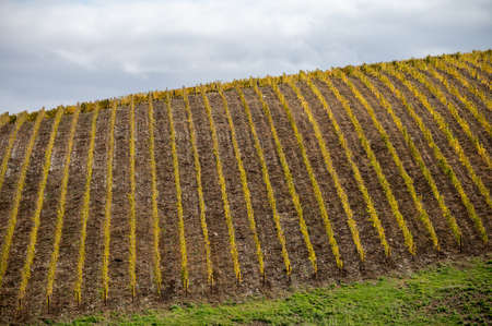 Colorful autumn landscape of oldest wine region in world Douro valley in Portugal, different...