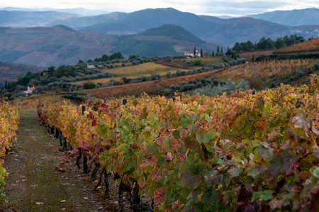 Colorful autumn landscape of oldest wine region in world Douro valley in Portugal, different...