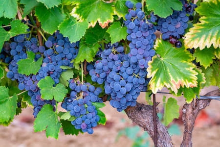 Ripe black or blue syrah wine grapes using for making rose or red wine ready to harvest on vineyards...