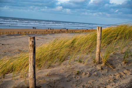 Green grass protects sandy dunes from wind on wide windy beach of North sea near Zandvoort in...