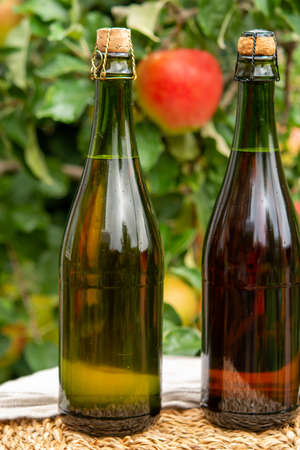 Brut and rose apple cider from Normandy in bottles, France and green apple tree with ripe red fruits...