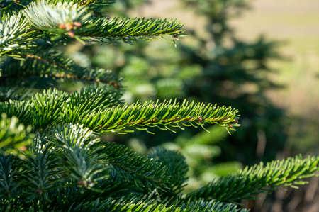 Plantation of evergreen nordmann firs, christmas tree growing ourdoor close uo