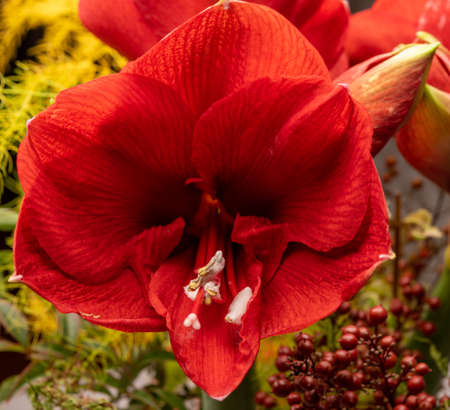 Big red amaryllis winter flowers close upの写真素材