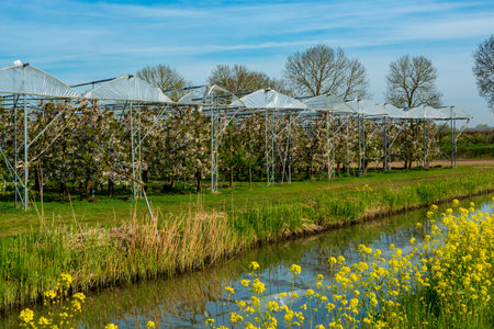 Spring nature landscape with yellow blossom of rapeseed plants in sunny day in Betuwe, Gelderland,...