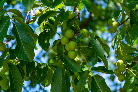 Walnut tree with big unripe nuts in green shell close upの写真素材