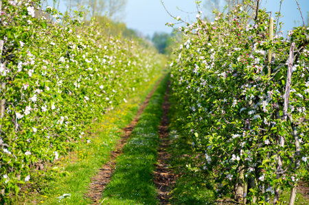 Rows with blossoming apple fruit trees in springtime in farm orchards in sunny day, Betuwe, Netherlandsの写真素材