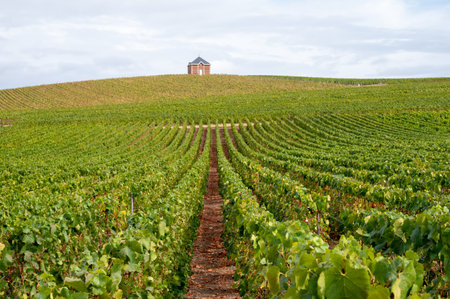 Landscape with green grand cru vineyards near Epernay, region Champagne, France in autumn rainy day. Cultivation of white chardonnay wine grape on chalky soils of Cote des Blancs.の写真素材