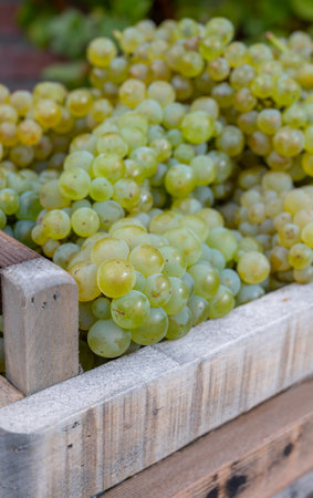 New harvest of white sweet chardonnay grapes on grand cru vineyards near Epernay, region Champagne, France close upの写真素材