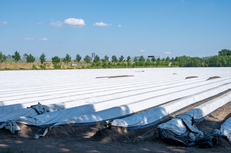 White asparagus field with rows covered with white plastic film in sunny dayの写真素材