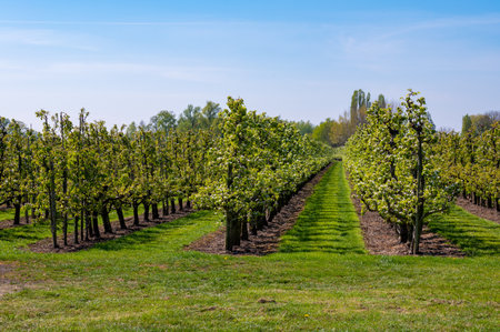Rows with old plum or pear fruit trees with white blossom in springtime in farm orchards, Betuwe, Netherlandsの写真素材