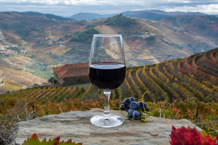 Tasting of Portuguese fortified dessert and dry port wine, produced in Douro Valley with colorful terraced vineyards on background in autumn, Portugalの写真素材