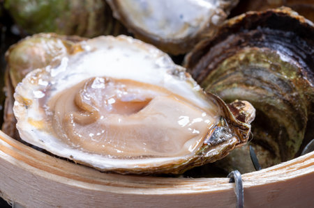 Fresh raw European flat oysters grown in Brittany in Belon river, France, close upの写真素材