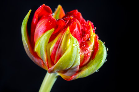 Big red double dutch tulip flower with waterdrops close up on black backgroundの写真素材