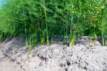 Green plants of white asparagus in summer in rows on fieldsの写真素材