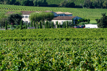 Rows of ripe wine grapes plants on vineyards in Cotes de Provence near Saint-Tropez, region...