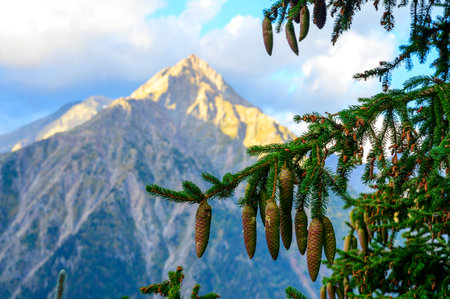 Evergreen fir tree with cones close up and French Alps mountains on background