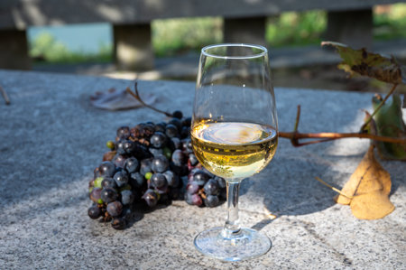 Outdoor tasting of different fortified vintage port wines in glasses in sunny autumn, Douro Valley, Portugal, close upの写真素材