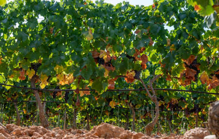 Ripe black or blue wine grapes using for making rose or red wine ready to harvest on vineyards in Cotes de Provence, region Provence, south of France close upの写真素材