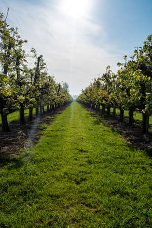 Rows with old plum or pear fruit trees with white blossom in springtime in farm orchards, Betuwe, Netherlandsの写真素材
