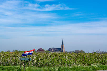 Springtime in fruit region Betuwe in Netherlands, Dutch flag, old church and blossoming orchard with...