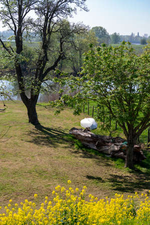 Spring nature landscape with yellow blossom of rapeseed plants in sunny day in Betuwe, Gelderland, Netherlandsの写真素材