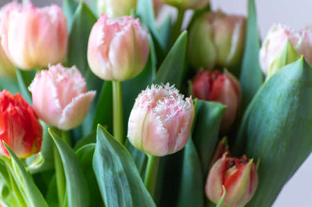 Spring bouquet with light pink fresh garden tulips close upの写真素材