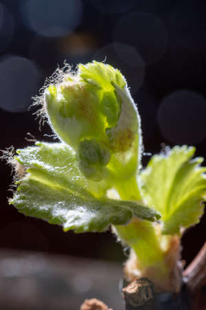Botanical collection, reproduction of vine cuttings, young green shoot on branch of grape plant macro photo on dark backgroundの写真素材